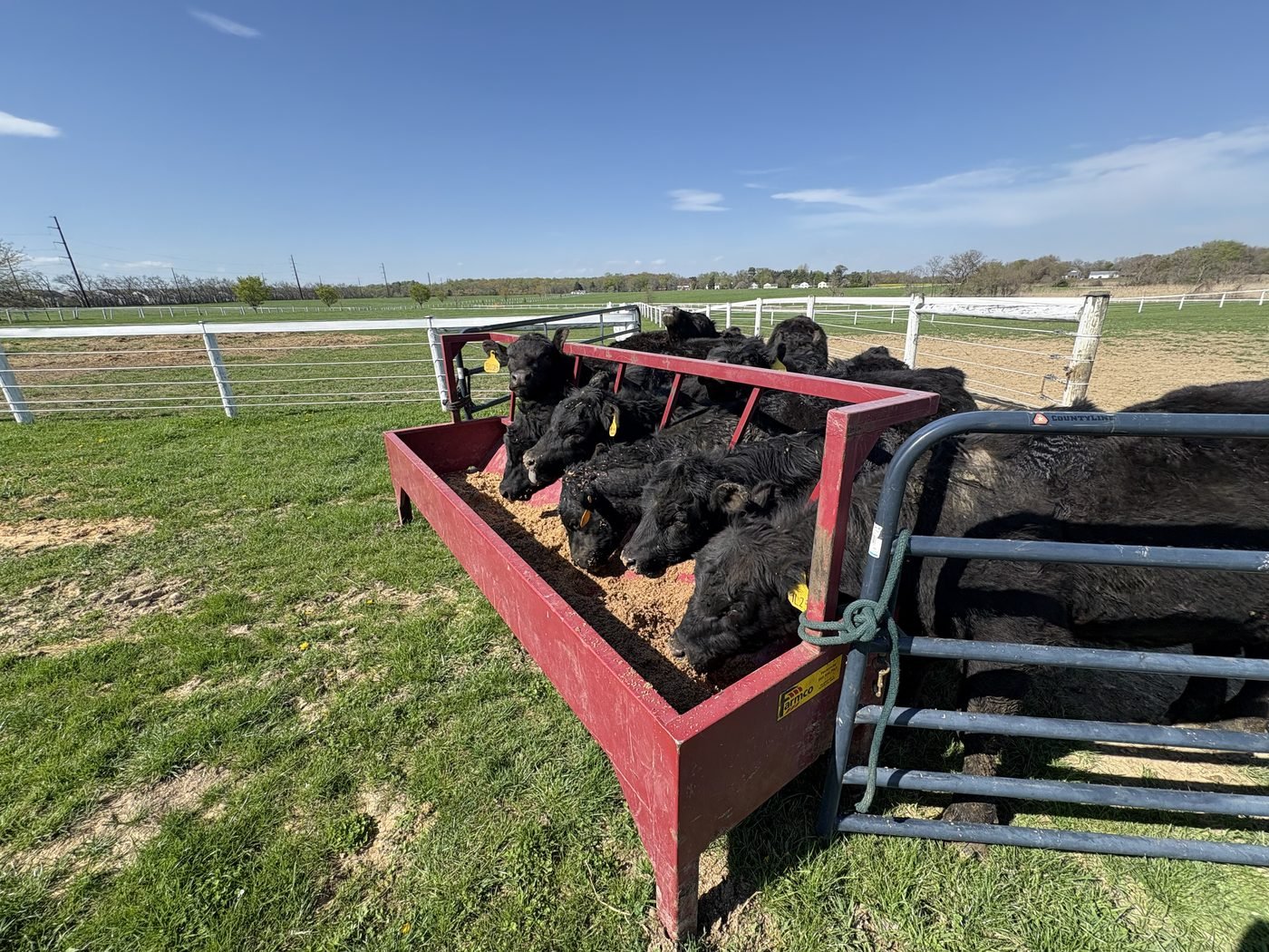 Angus cattle feeding from a red trough set out on green grass, with a white fence line behind.