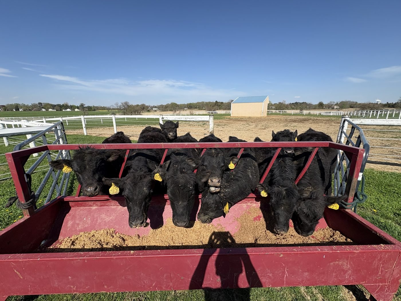 Angus cattle eating spent grain from a red trough set out on spring grass, with white fences behind.