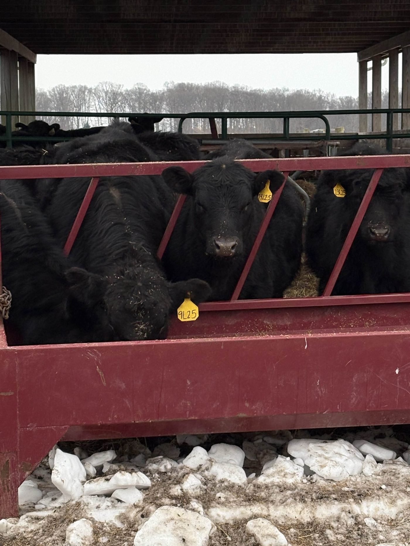 Angus cattle at a red feed rail under a shelter roof in winter, with snow along the concrete.