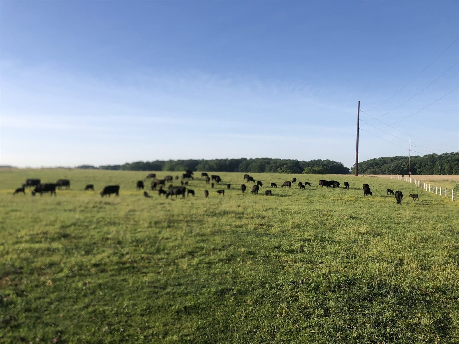 The Angus herd spread across open pasture under a clear blue sky, with a tree line behind.